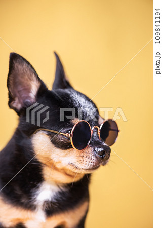 Chihuahua tricolor dog in sunglasses. A pet dog of a small breed on a yellow background. 109841194