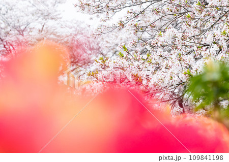 うららかな春の季節 ツツジの花と桜風景 (大津昭和園) うららかな春の季節 ツツジの花と桜風景 (大津昭和園) 109841198