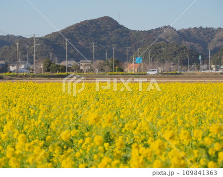 菜の花畑（千葉県・菜な畑ロード） 109841363