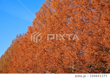 紅葉のメタセコイア並木 紅葉のメタセコイア並木 109841375