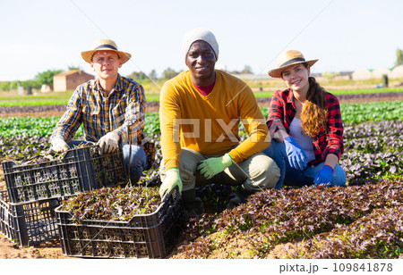 Multinational group of smiling farmers posing with crates at the farm field Multinational group of smiling farmers posing with crates at the farm field 109841878