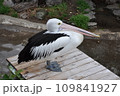 休憩しながら思案中のペリカン 109841927