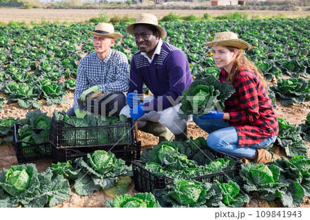 Successful farmers showing harvest of savoy cabbage on field 109841943