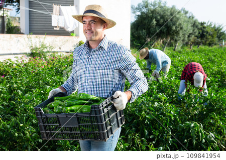 Satisfied horticulturist holding box with harvested peppers on plantation Satisfied horticulturist holding box with harvested peppers on plantation 109841954