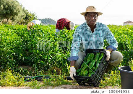 African american farmer showing harvest of peppers on farm field African american farmer showing harvest of peppers on farm field 109841958