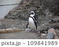 散歩中のフンボルトペンギン 109841989