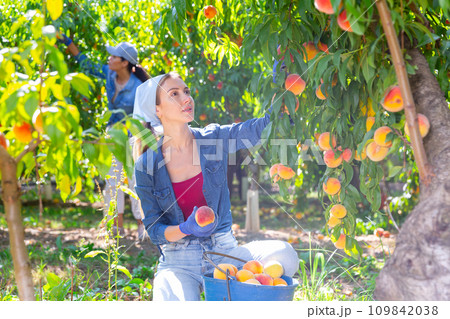 Two women harvesting peaches 109842038