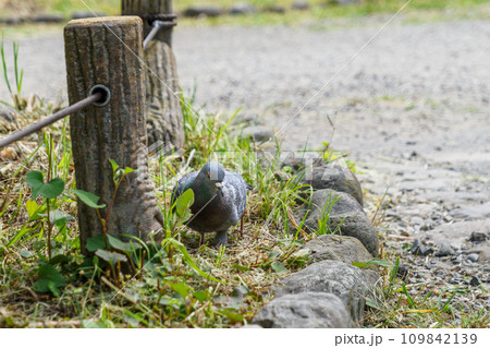 公園でくつろぐ鳩 109842139