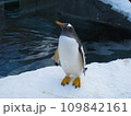 雪中、空を見上げているジェンツーペンギン 109842161
