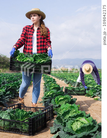 Young woman carrying box with harvested savoy cabbage Young woman carrying box with harvested savoy cabbage 109842175