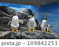 岩の上のジェンツーとオウサマペンギン 109842253