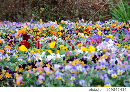 カラフルなパンジーの花畑 109842435