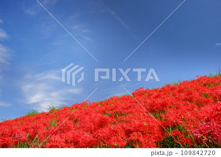 埼玉県川越市平塚新田　青空のもと入間川土手一面の曼珠沙華（彼岸花）群生 109842720