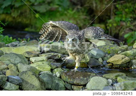 魚をゲットして勢いよく飛び出してきたシマフクロウ 109843243