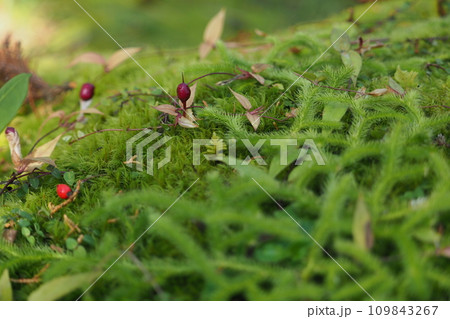 緑の苔とツルリンドウの実 109843267