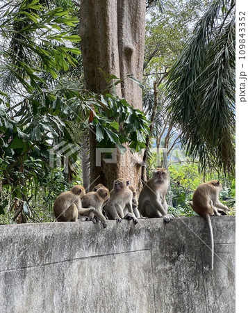 monkey family sitting in tropical rainforest  109843352