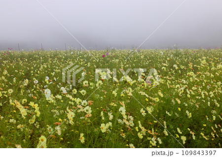 山梨県南都留郡山中湖村山中 朝もやの「花の都公園」一面のイエローコスモスの景色 山梨県南都留郡山中湖村山中 朝もやの「花の都公園」一面のイエローコスモスの景色 109843397
