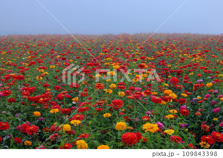 山梨県南都留郡山中湖村山中 朝もやの「花の都公園」一面の色とりどりの百日草の景色 山梨県南都留郡山中湖村山中 朝もやの「花の都公園」一面の色とりどりの百日草の景色 109843398