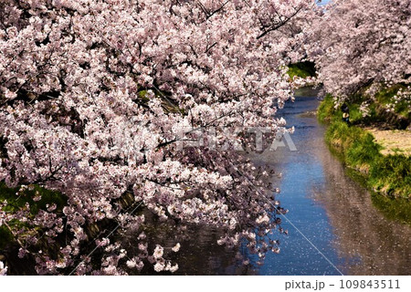 川沿いに咲く満開の桜 川沿いに咲く満開の桜 109843511