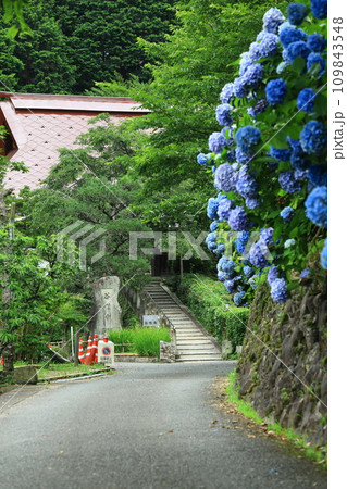 紫陽花と谷性寺 109843548