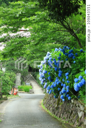 参道の紫陽花 参道の紫陽花 109843551