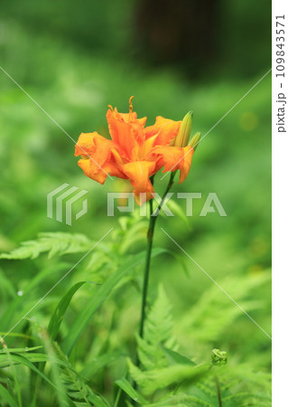ノカンゾウの花 109843571