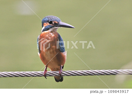 鉄線に止まったカワセミ 109843917