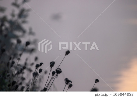 Monochrome Twilight: Wildflowers Against a Moody Sky 109844858