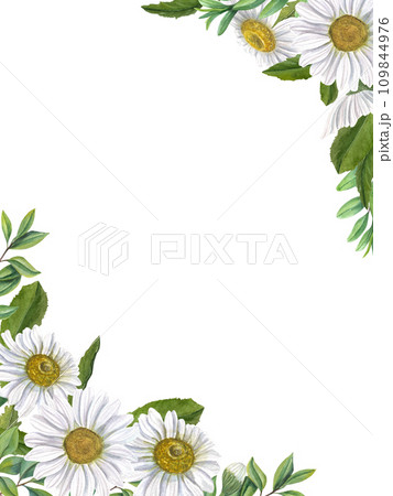 Meadow white daisies with green leaves. Flowers with yellow center. Rectangular vertical frame with space for text. Watercolor illustration for Valentine cards, birthday, mother day greetings 109844976