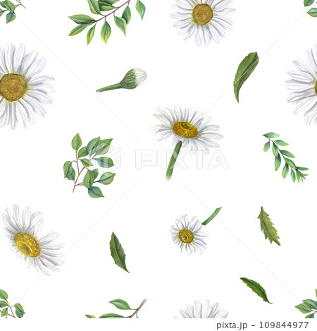 Seamless pattern with white daisies and green leaves. Meadow flowers, plants. Spring or summer ornate. Watercolor illustration isolated on white. For Valentines day, mothers day textile, scrapbook 109844977