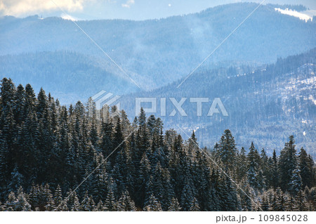 Tall evergreen pine trees covered with fresh fallen snow in winter mountain forest on cold bright day. Tall evergreen pine trees covered with fresh fallen snow in winter mountain forest on cold bright day. 109845028