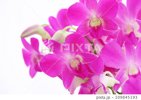 華やかな蘭の花 109845193