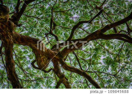 View under the big tree 109845688