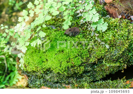 Moss and ferns growing in the rock Moss and ferns growing in the rock 109845693