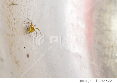 Spider Spider 109845721