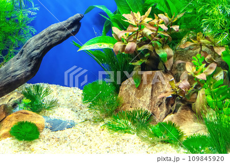 Tropical freshwater aquarium 109845920