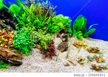 Tropical freshwater aquarium 109845921