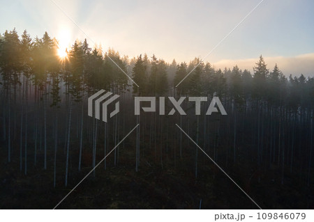 Aerial view of amazing scenery with light beams shining through foggy dark forest with pine trees at autumn sunrise. Beautiful wild woodland at dawn Aerial view of amazing scenery with light beams shining through foggy dark forest with pine trees at autumn sunrise. Beautiful wild woodland at dawn 109846079