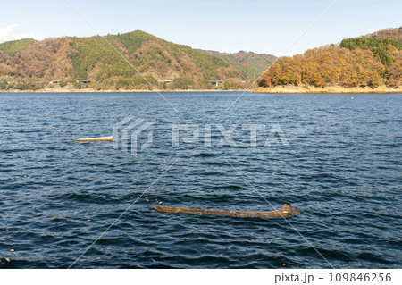 湖の流木 109846256