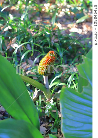 色づき始めた武蔵鐙(ムサシアブミ)の実 色づき始めた武蔵鐙(ムサシアブミ)の実 109846428