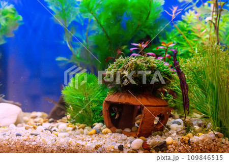 Tropical freshwater aquarium Tropical freshwater aquarium 109846515