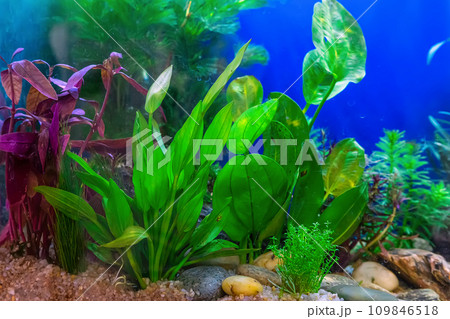 Tropical freshwater aquarium 109846518