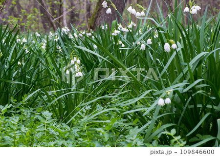 White Summer Snowflake flowers (Leucojum aestivum) in its natural habitat. An ingredient in a drug used to treat poliomyelitis. Selective focus. White Summer Snowflake flowers (Leucojum aestivum) in its natural habitat. An ingredient in a drug used to treat poliomyelitis. Selective focus. 109846600