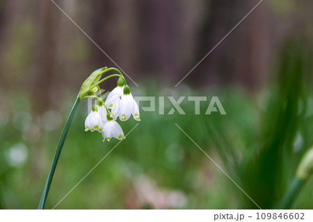 White Summer Snowflake flowers (Leucojum aestivum) in its natural habitat. An ingredient in a drug used to treat poliomyelitis. Selective focus. 109846602