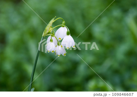 White Summer Snowflake flowers (Leucojum aestivum) in its natural habitat. An ingredient in a drug used to treat poliomyelitis. Selective focus. 109846607