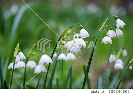 White Summer Snowflake flowers (Leucojum aestivum) in its natural habitat. An ingredient in a drug used to treat poliomyelitis. Selective focus. 109846608