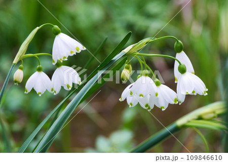 White Summer Snowflake flowers (Leucojum aestivum) in its natural habitat. An ingredient in a drug used to treat poliomyelitis. Selective focus. White Summer Snowflake flowers (Leucojum aestivum) in its natural habitat. An ingredient in a drug used to treat poliomyelitis. Selective focus. 109846610