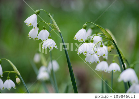 White Summer Snowflake flowers (Leucojum aestivum) in its natural habitat. An ingredient in a drug used to treat poliomyelitis. Selective focus. 109846611