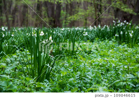 White Summer Snowflake flowers (Leucojum aestivum) in its natural habitat. An ingredient in a drug used to treat poliomyelitis. Selective focus. White Summer Snowflake flowers (Leucojum aestivum) in its natural habitat. An ingredient in a drug used to treat poliomyelitis. Selective focus. 109846615