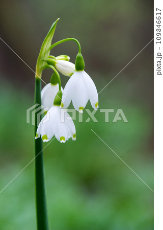 White Summer Snowflake flowers (Leucojum aestivum) in its natural habitat. An ingredient in a drug used to treat poliomyelitis. Selective focus. White Summer Snowflake flowers (Leucojum aestivum) in its natural habitat. An ingredient in a drug used to treat poliomyelitis. Selective focus. 109846617